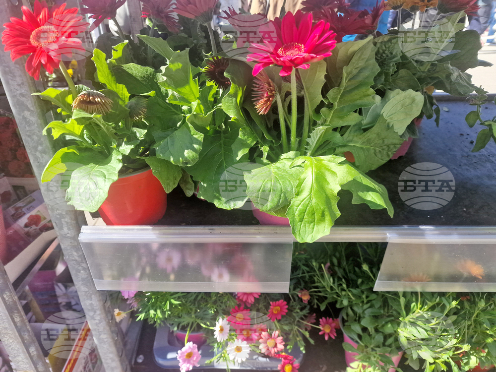 Пазарджик - Международен ден на жената - отбелязване