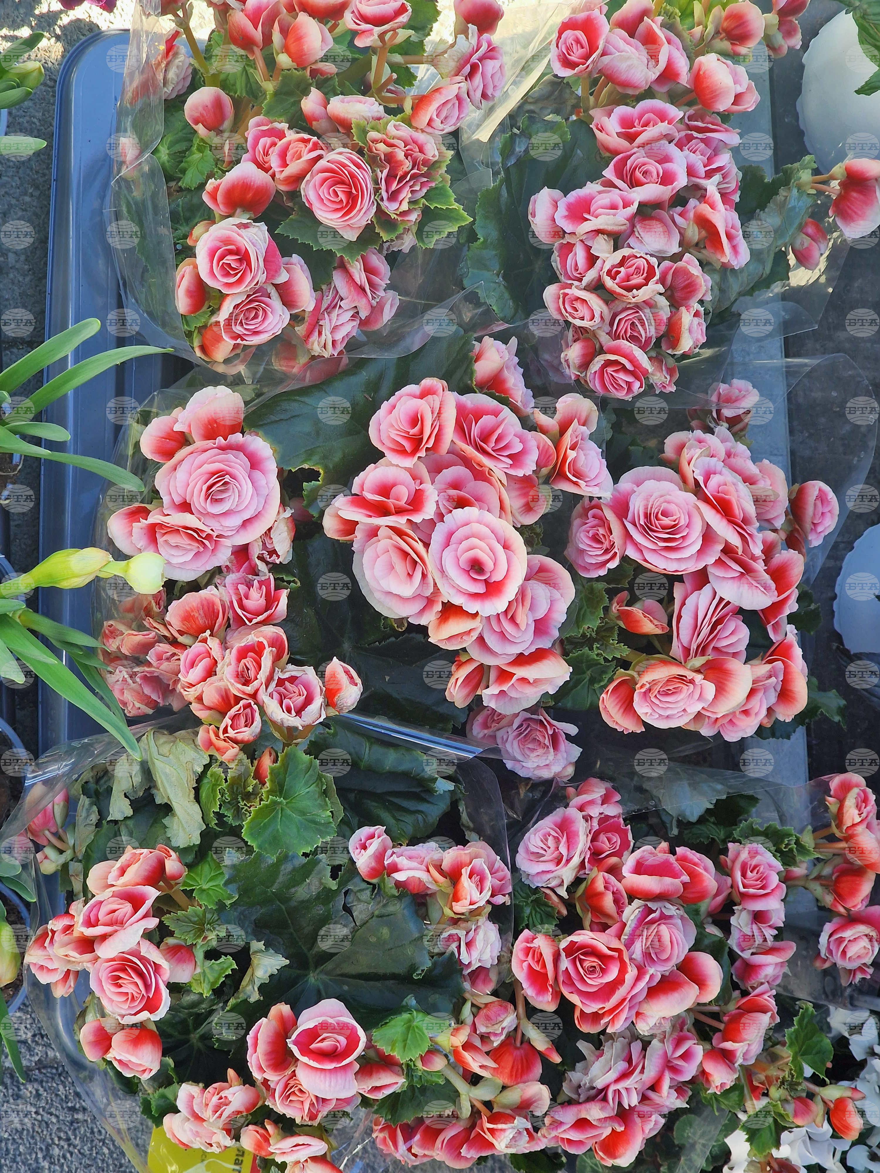 Пазарджик - Международен ден на жената - отбелязване