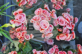 Пазарджик - Международен ден на жената - отбелязване