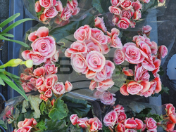 Пазарджик - Международен ден на жената - отбелязване