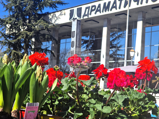 Цветята в саксия и опаковани букети са най-предпочитани в Пазарджик за Осми март, най-честите подаръци за дамите са бижута и ваучери