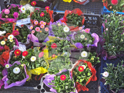 Пазарджик - Международен ден на жената - отбелязване