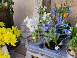 Разград - Осми март - цветя