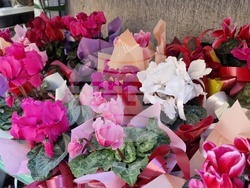 Разград - Осми март - цветя