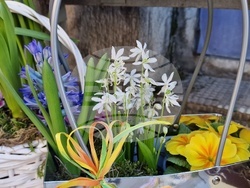 Разград - Осми март - цветя