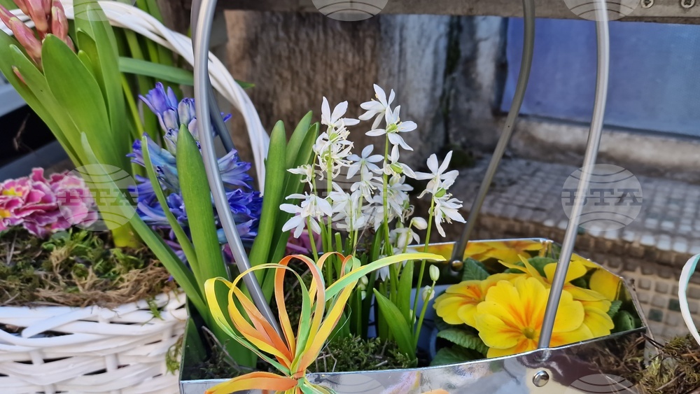 Празнична вечер по случай Международния ден на жената ще събере българи във Виена на 8 март 