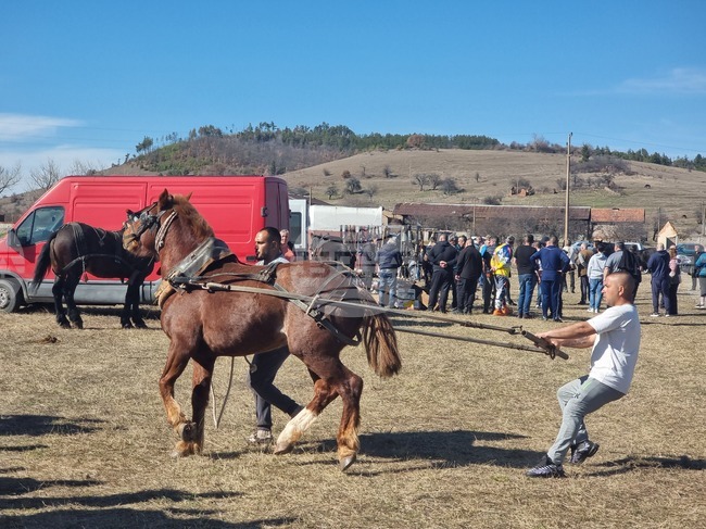 Традиционни конни състезания за Тодоровден се проведоха в брезнишкото село Бегуновци