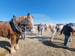 Село Бегуновци - Тодоровден - кушии