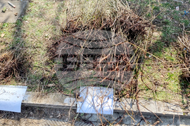 Видин - „Гората.бг“ - инициатива