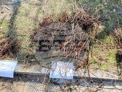 Видин - „Гората.бг“ - инициатива