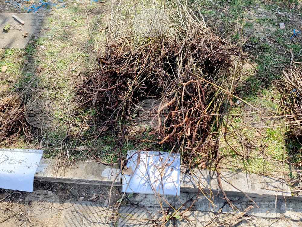 Видин - „Гората.бг“ - инициатива