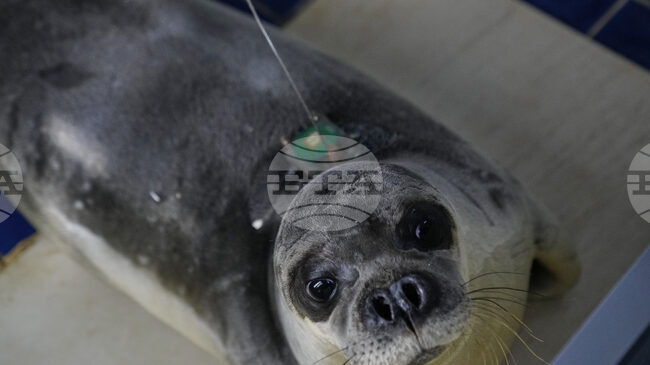 След делфин във Венецианската лагуна беше забелязан и тюлен монах