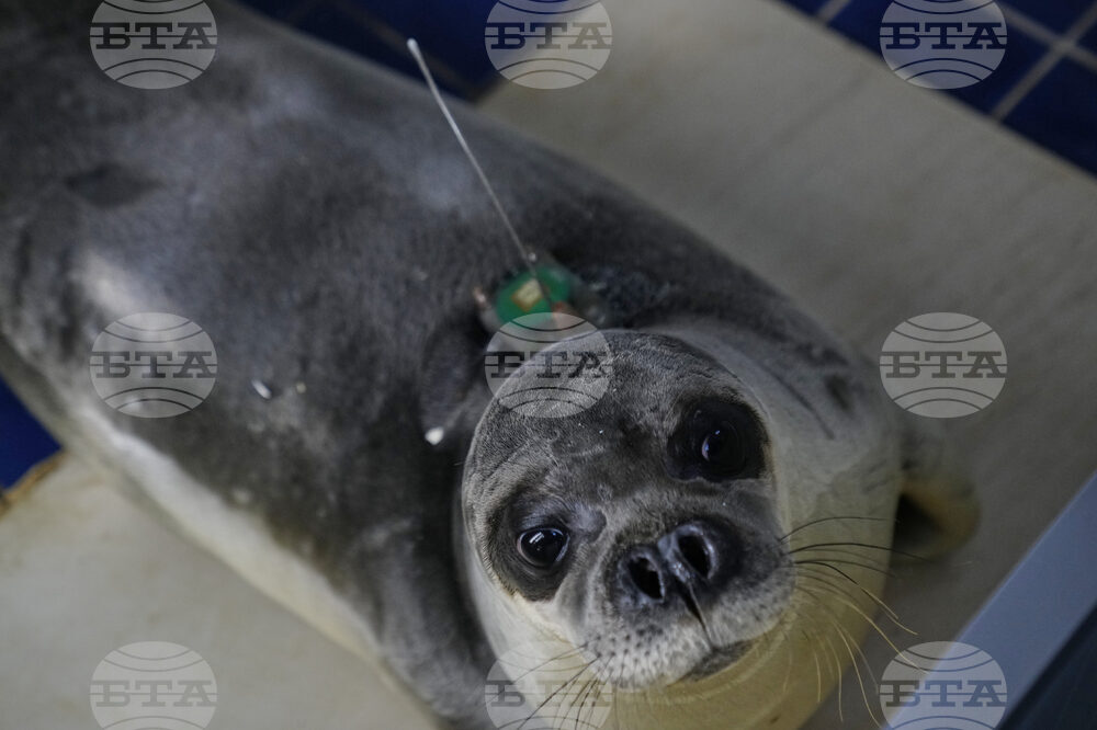 След делфин във Венецианската лагуна беше забелязан и тюлен монах
