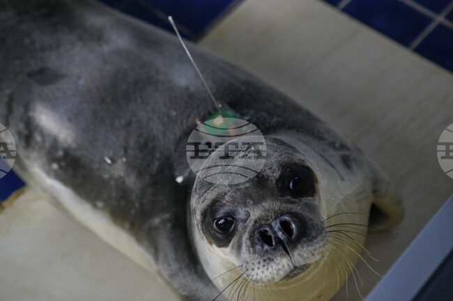 След делфин във Венецианската лагуна беше забелязан и тюлен монах