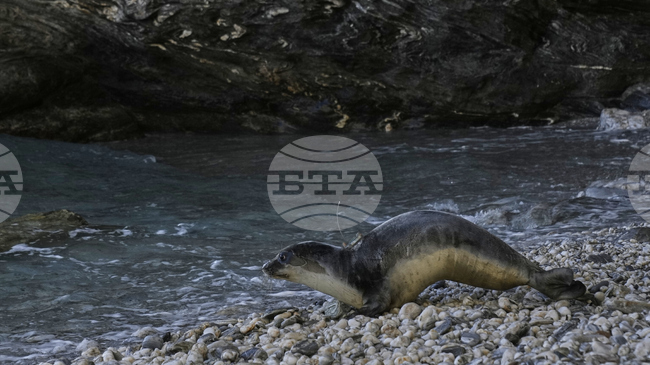 Рекорден ръст в популацията на тюлени от вида средиземноморски монах е регистриран на гръцкия остров Алонисос