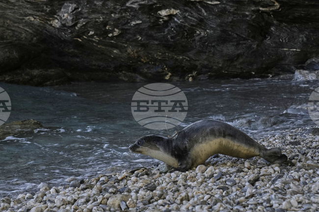 Рекорден ръст в популацията на тюлени от вида средиземноморски монах е регистриран на гръцкия остров Алонисос