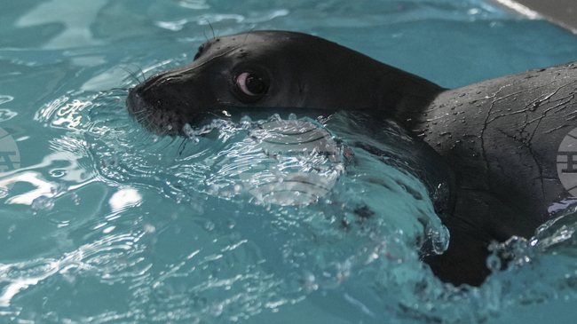 Record Population Growth of Endangered Monk Seal Registered on Greece's Alonissos Island