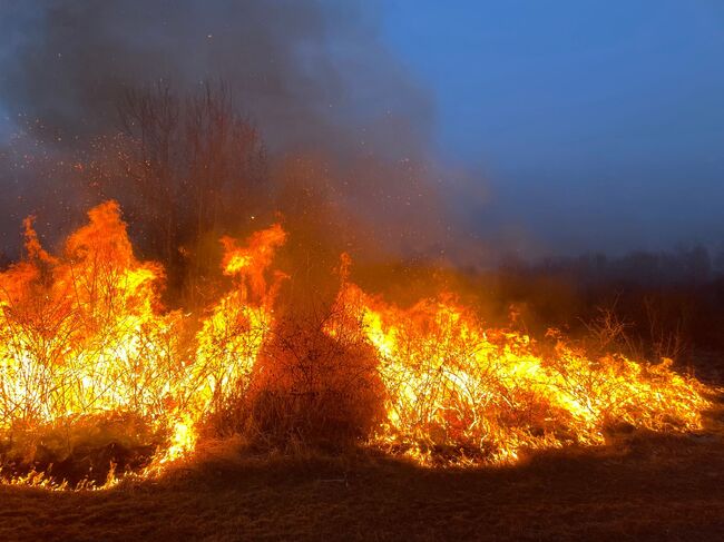 Горски пожари в Румъния унищожиха хиляди хектари земя и отнеха човешки животи