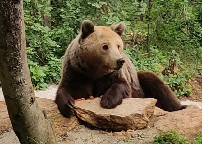 Мечката Диана от Зоопарк Стара Загора се събуди от зимен сън
