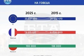 Брутно местно производство на говеда