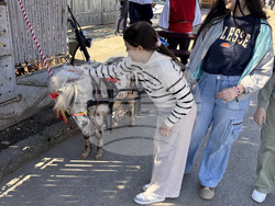 Румъния - Търговище - „Конски Великден”