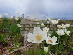 Снимка: Българска фондация Биоразнообразие 