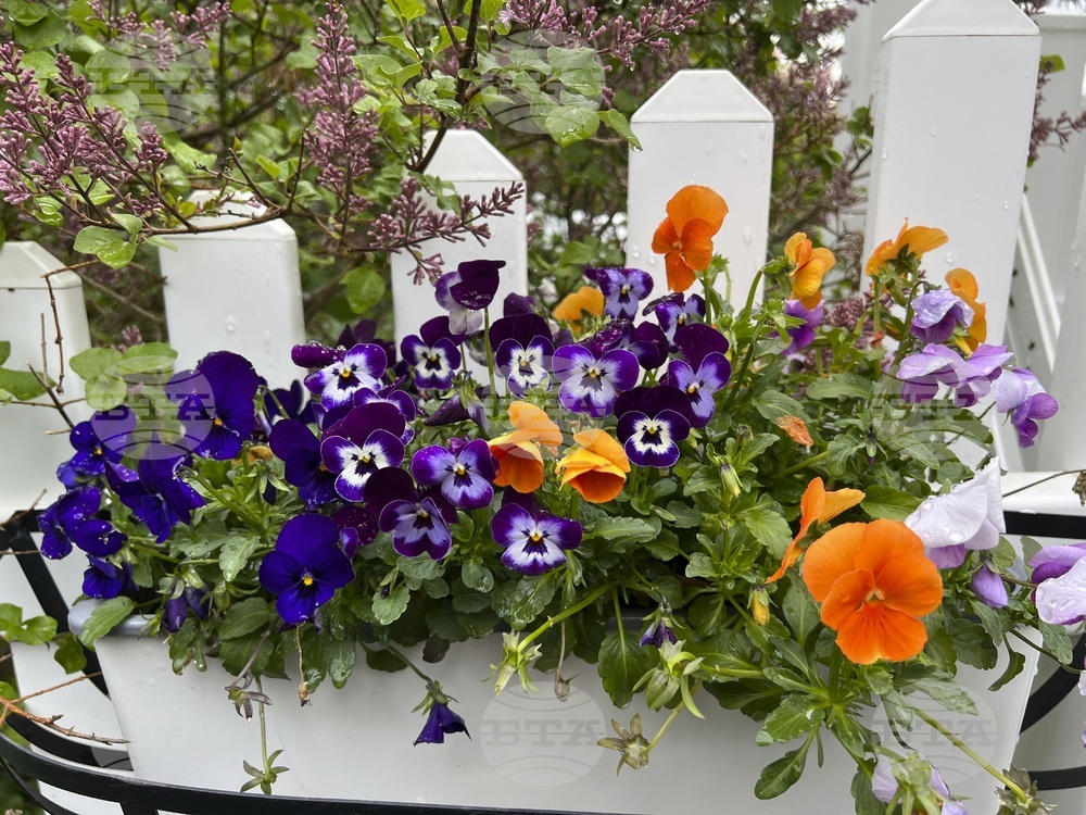 Gardening - Spring Checklist