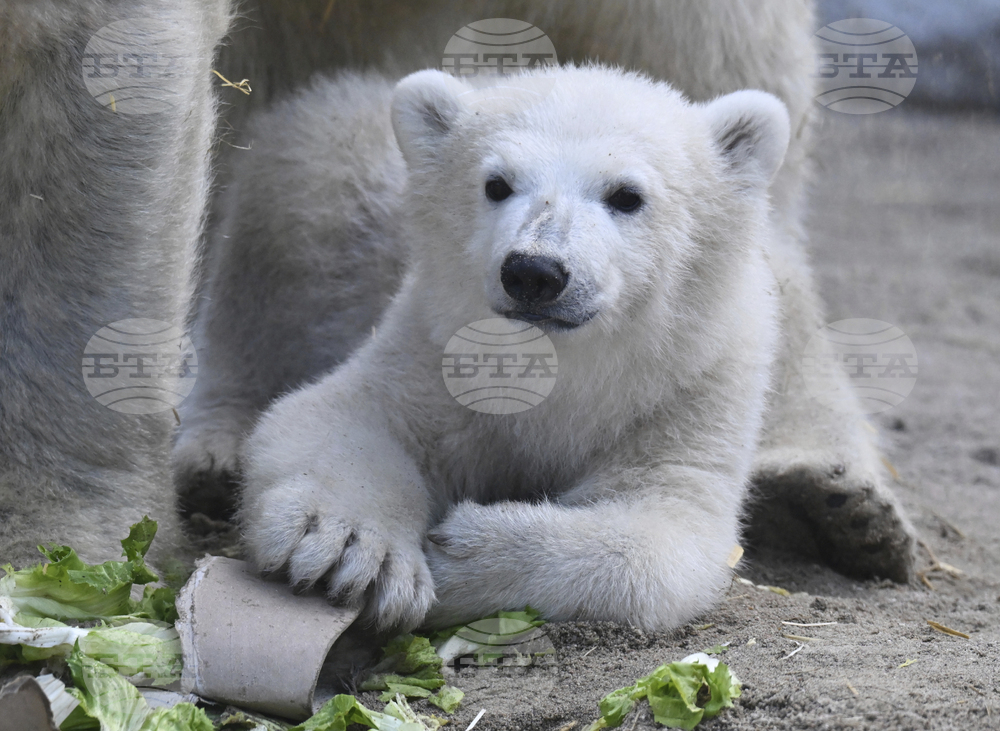 В Канада наблюдаваха рядък случай на полярна мечка, осиновила мече 