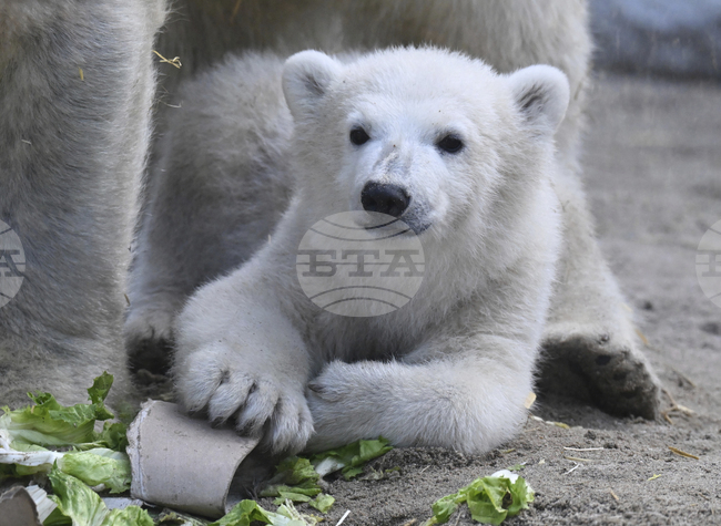 В Канада наблюдаваха рядък случай на полярна мечка, осиновила мече 