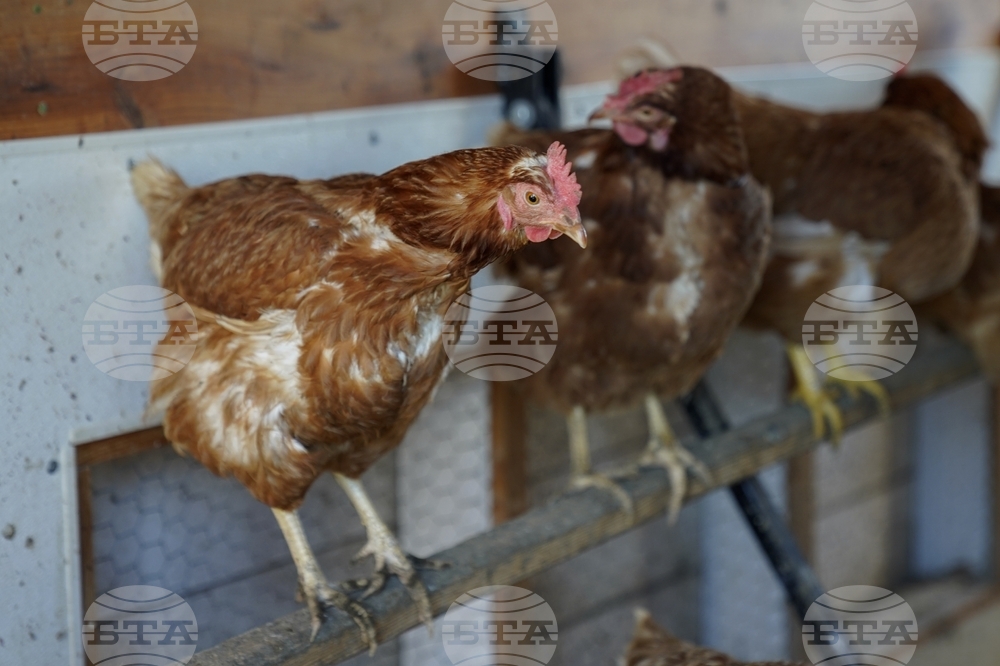 Норвегия съобщи за огнище на птичи грип във ферма в страната