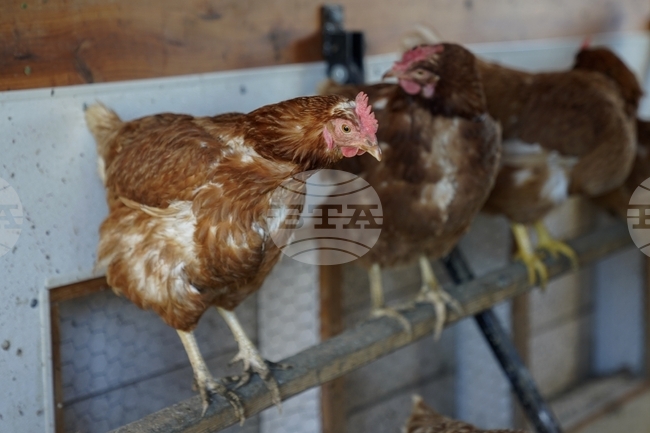 Норвегия съобщи за огнище на птичи грип във ферма в страната