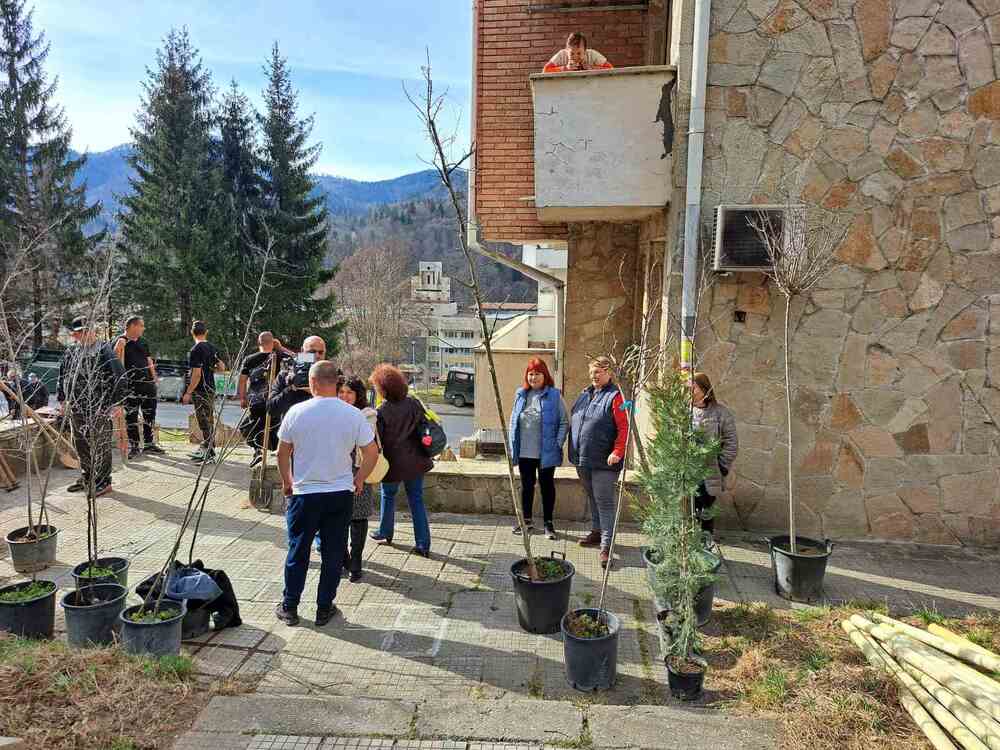 Представители на общината в Смолян залесиха мястото на изсечените дървета в междублоково пространство в центъра на града