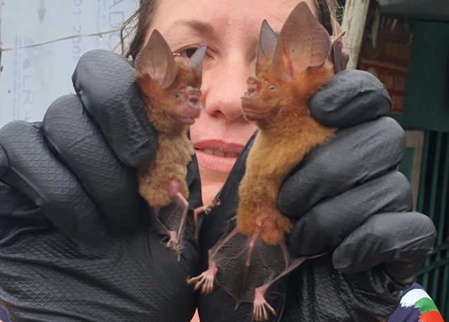 Природонаучният музей в Пловдив кани на лекция и фотографска изложба „Прилепите на Виетнам“ 