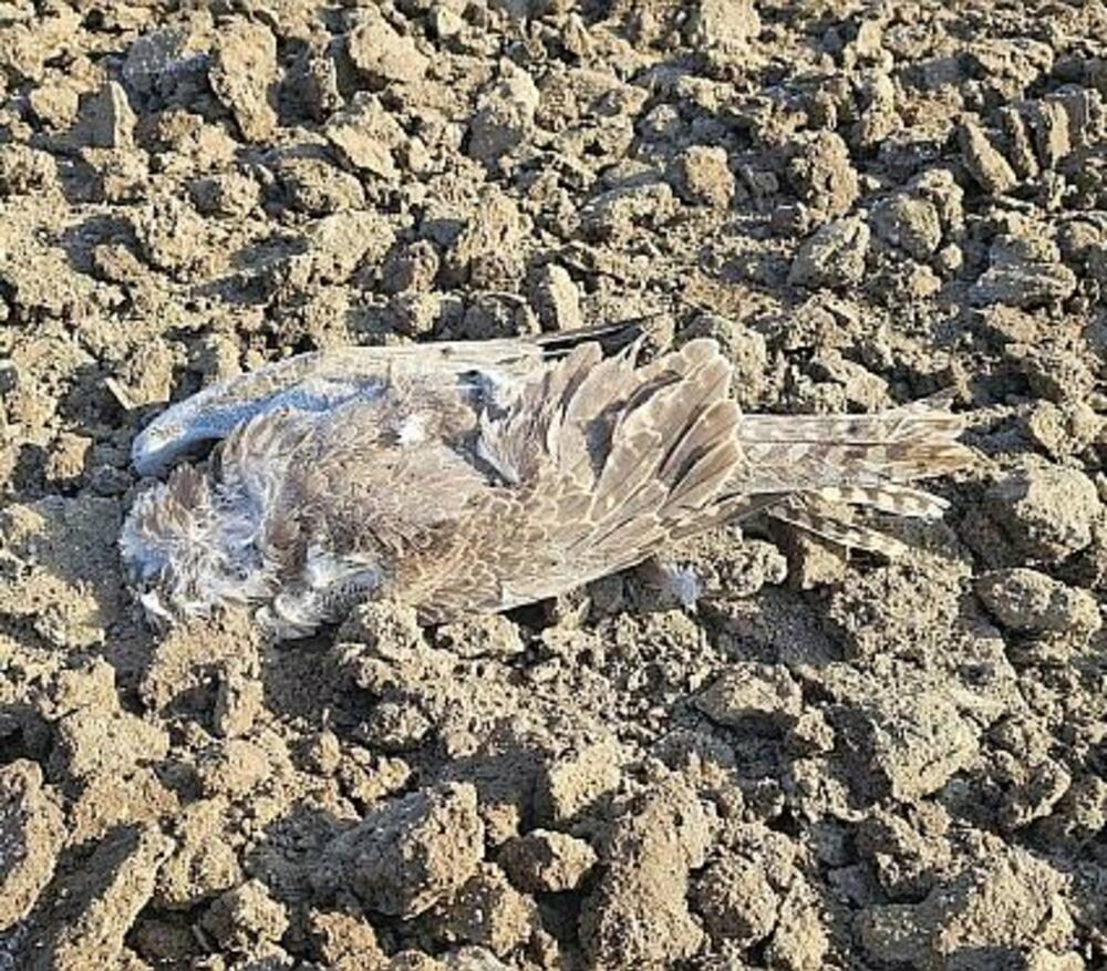 Ловен сокол от световно застрашен вид е отровен край Пловдив, казаха от „Зелени Балкани“