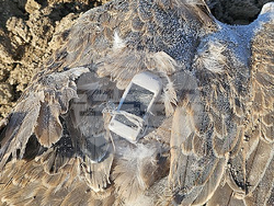 Пловдив - ловен сокол - отровен 