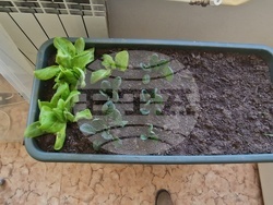 Село Орешак - Троян - СТЕМ кабинет - зелени технологии