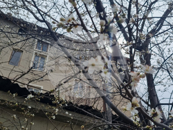 Търговище - топло време - цъфнали джанки