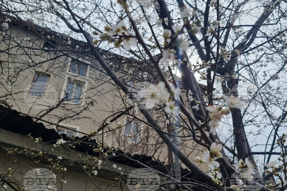 Търговище - топло време - цъфнали джанки