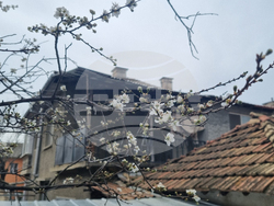 Търговище - топло време - цъфнали джанки