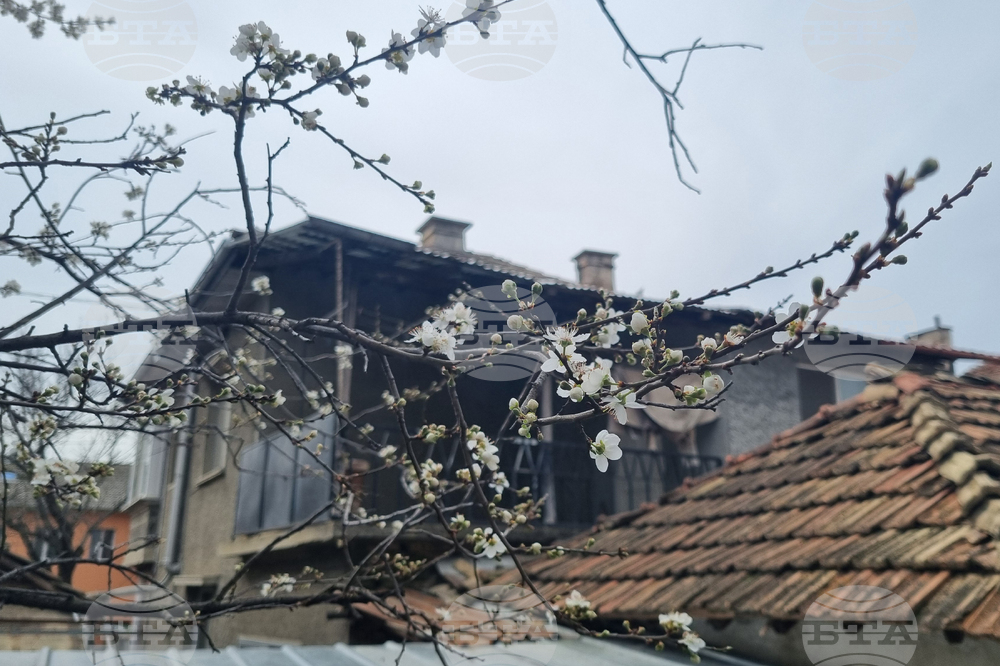 Търговище - топло време - цъфнали джанки