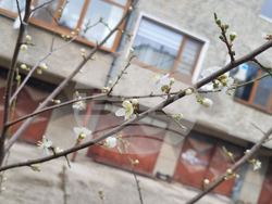 Търговище - топло време - цъфнали джанки