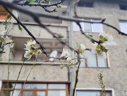 Търговище - топло време - цъфнали джанки