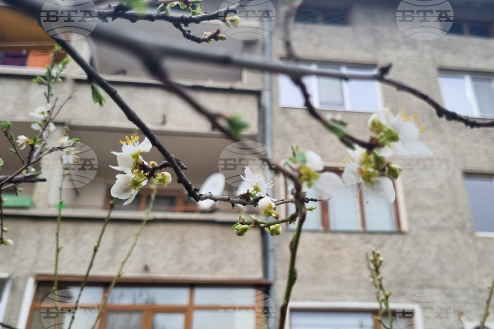 Търговище - топло време - цъфнали джанки