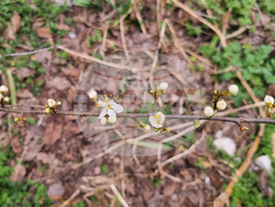 Търговище - топло време - цъфнали джанки