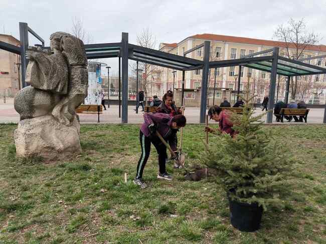В Търговище залесяват с иглолистни дървета