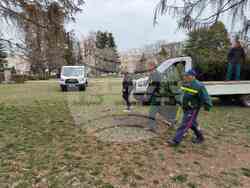 Търговище - иглолистни - Флора