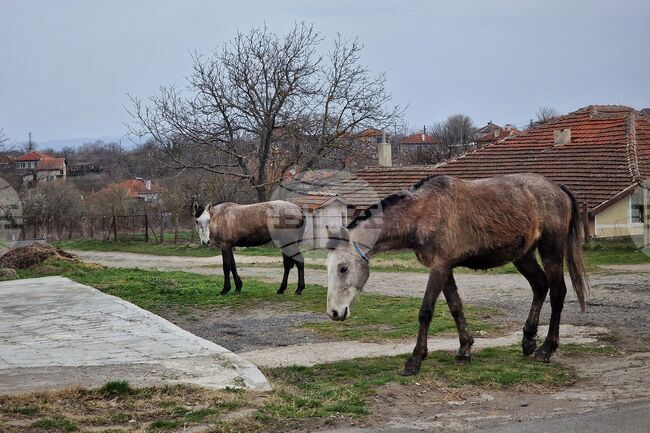 Полицията в Самоков работи по сигнал за нехуманно отношение към коне
