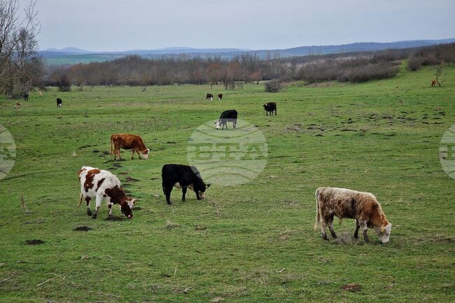Франция затяга правилата срещу разпространението на заразен нодуларен дерматит при говедата на фона на фермерски протести