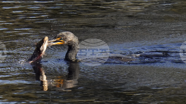Над 17 000 мигриращи водолюбиви птици зимуват в най-голямото сладководно езеро в Мианмар