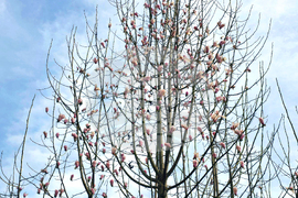 Видин - Магнолия